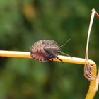 L5-Larve der Streifenwanze (Graphosoma italicum) - Klettermaxe