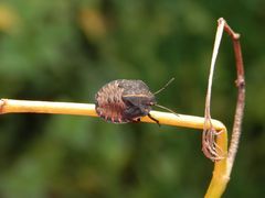 L5-Larve der Streifenwanze (Graphosoma italicum) - Klettermaxe