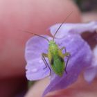 L5-Larve von Adelphocoris quadripunctatus