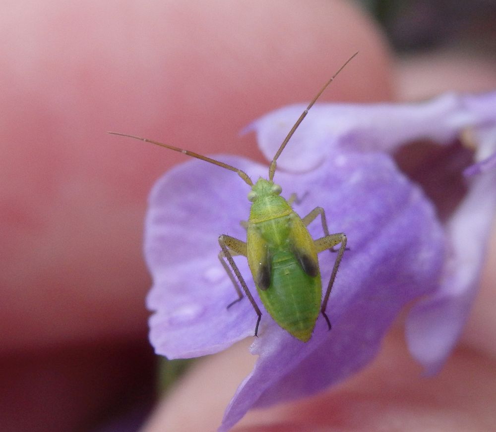 L5-Larve von Adelphocoris quadripunctatus