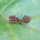 L5-Larven der Lederwanze (Coreus marginatus) auf Rhabarber