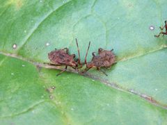 L5-Larven der Lederwanze (Coreus marginatus) auf Rhabarber