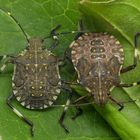 L5-Larven der Marmorierten Baumwanze (Halyomorpha halys)