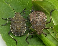 L5-Larven der Marmorierten Baumwanze (Halyomorpha halys)