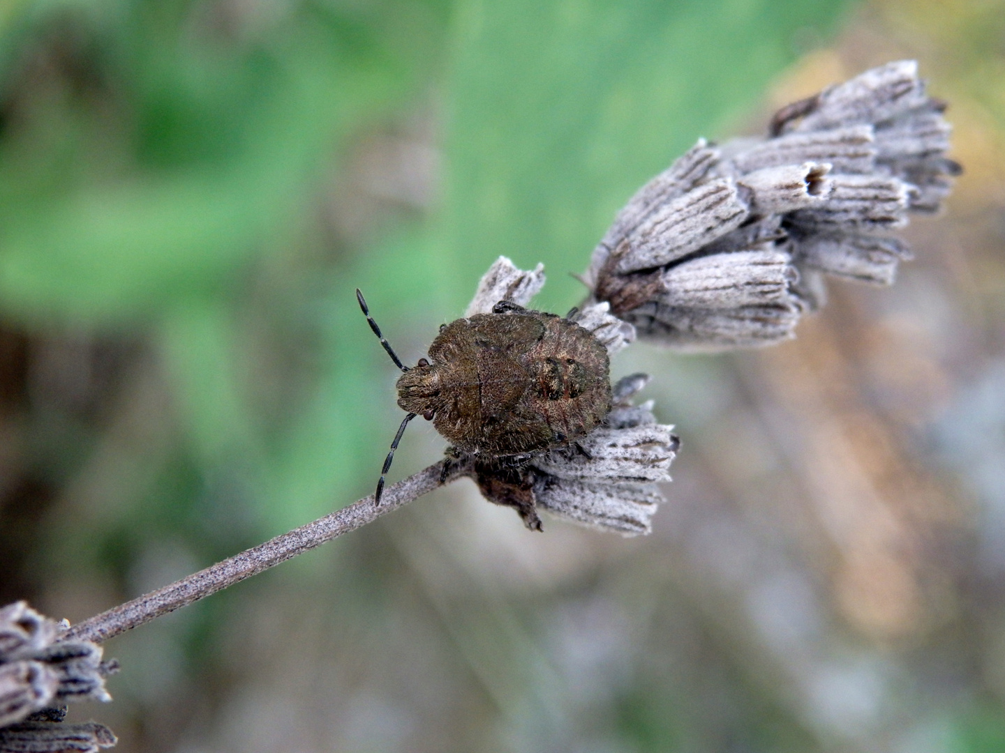 L5-Larvenstadium der Beerenwanze (Dolycoris baccarum) auf verblühtem Lavendel