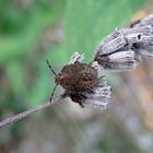 L5-Larvenstadium der Beerenwanze (Dolycoris baccarum) auf verblühtem Lavendel