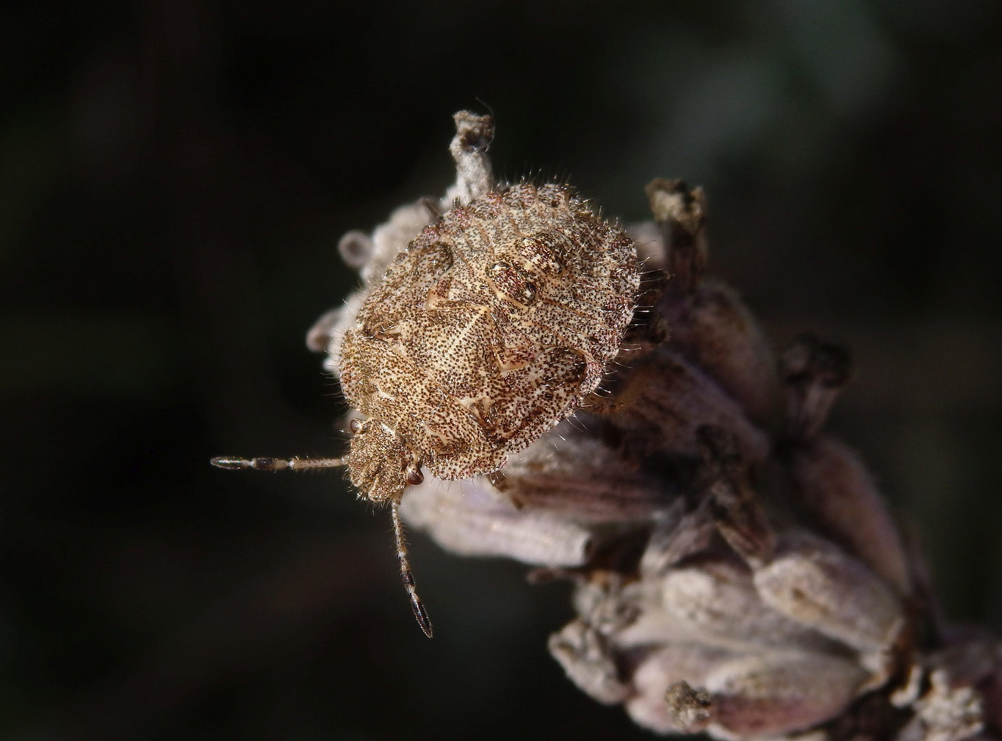 L5-Larvenstadium der Beerenwanze (Dolycoris baccarum) auf verblühtem Lavendel