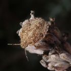 L5-Larvenstadium der Beerenwanze (Dolycoris baccarum) auf verblühtem Lavendel