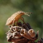 L5-Larvenstadium der Beerenwanze (Dolycoris baccarum) auf verblühtem Lavendel