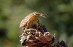 L5-Larvenstadium der Beerenwanze (Dolycoris baccarum) auf verblühtem Lavendel