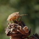 L5-Larvenstadium der Beerenwanze (Dolycoris baccarum) auf verblühtem Lavendel