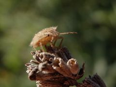 L5-Larvenstadium der Beerenwanze (Dolycoris baccarum) auf verblühtem Lavendel