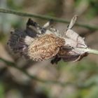 L5-Larvenstadium der Beerenwanze (Dolycoris baccarum) auf verblühtem Lavendel