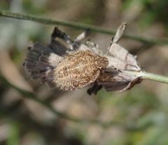 L5-Larvenstadium der Beerenwanze (Dolycoris baccarum) auf verblühtem Lavendel