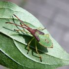 L5-Larvenstadium der Braunen Randwanze (Gonocerus acuteangulatus)