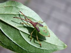 L5-Larvenstadium der Braunen Randwanze (Gonocerus acuteangulatus)