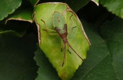 L5-Larvenstadium der Braunen Randwanze (Gonocerus acuteangulatus)