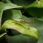 L5-Larvenstadium der Braunen Randwanze (Gonocerus acuteangulatus)