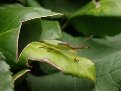 L5-Larvenstadium der Braunen Randwanze (Gonocerus acuteangulatus)