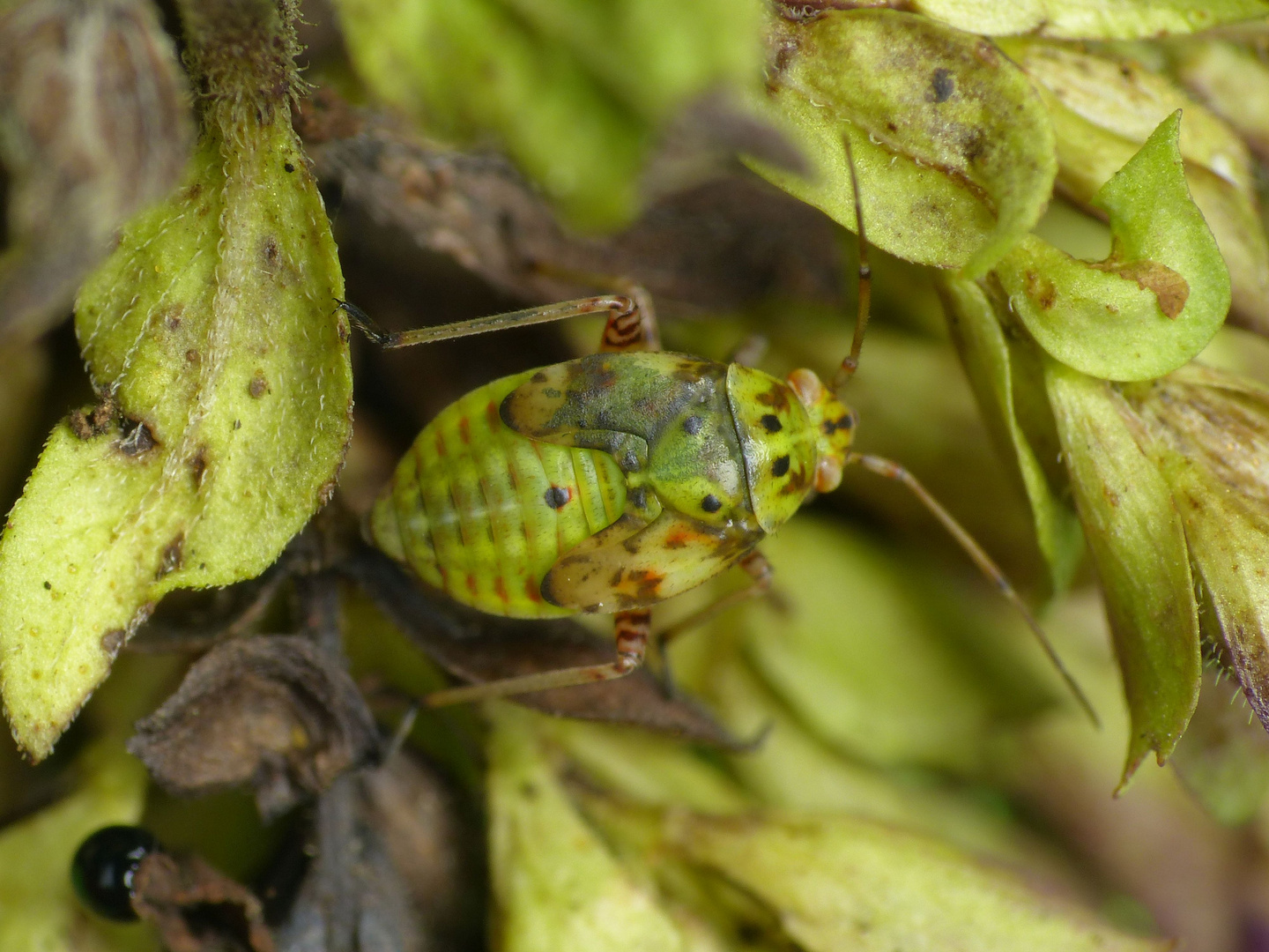 L5-Larvenstadium der Gemeinen Wiesenwanze (Lygus pratensis)