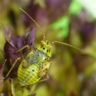 L5-Larvenstadium der Gemeinen Wiesenwanze (Lygus pratensis)