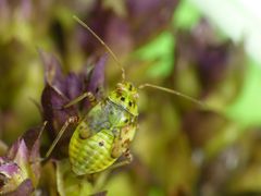 L5-Larvenstadium der Gemeinen Wiesenwanze (Lygus pratensis)