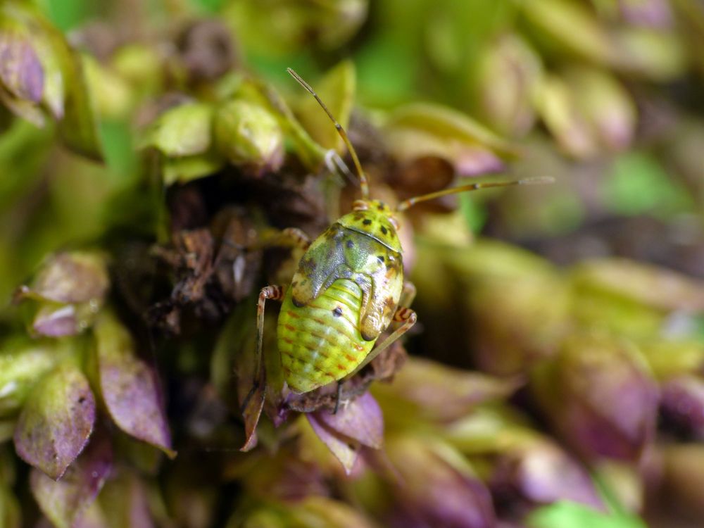 L5-Larvenstadium der Gemeinen Wiesenwanze (Lygus pratensis)