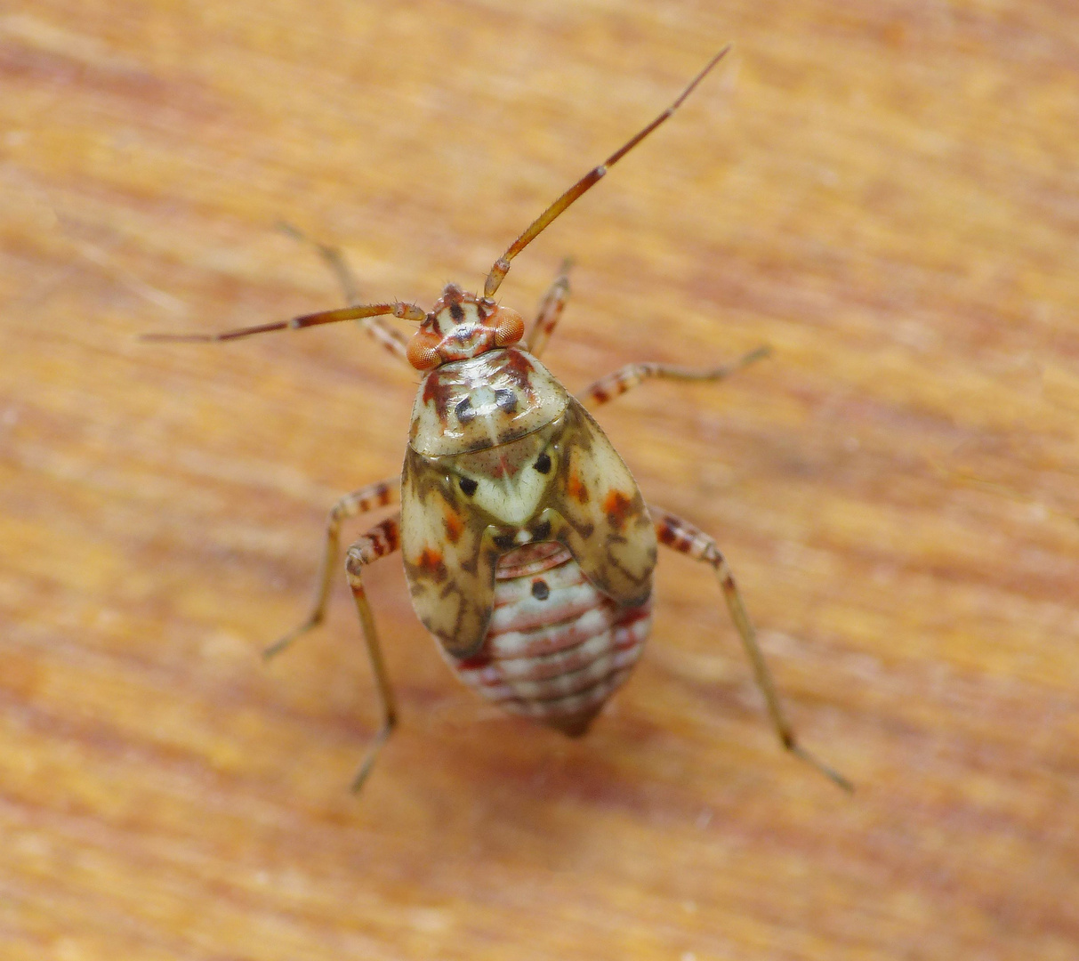 L5-Larvenstadium der Gemeinen Wiesenwanze (Lygus pratensis)