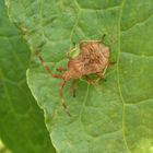 L5-Larvenstadium der Lederwanze (Coreus marginatus)