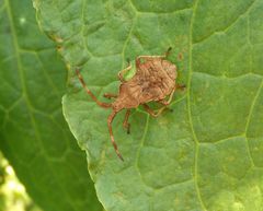 L5-Larvenstadium der Lederwanze (Coreus marginatus)