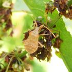 L5-Larvenstadium der Lederwanze (Coreus marginatus) auf Ampfer