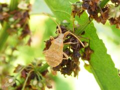 L5-Larvenstadium der Lederwanze (Coreus marginatus) auf Ampfer