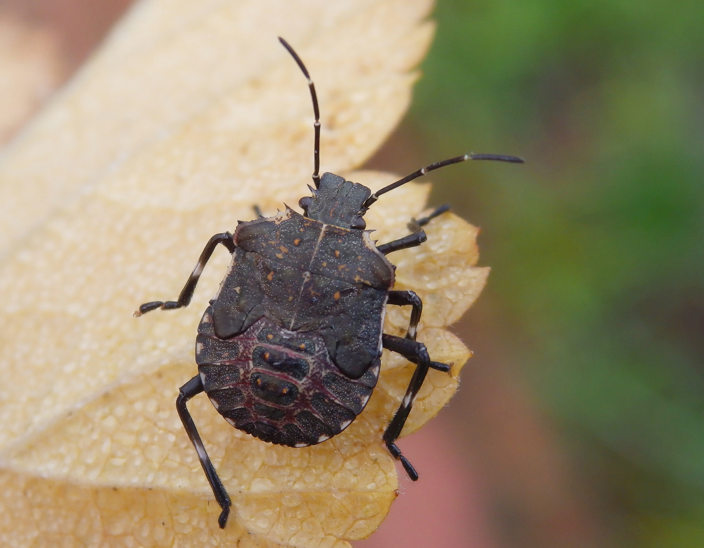 L5-Larvenstadium der Marmorierten Baumwanze (Halyomorpha halys)