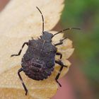 L5-Larvenstadium der Marmorierten Baumwanze (Halyomorpha halys)