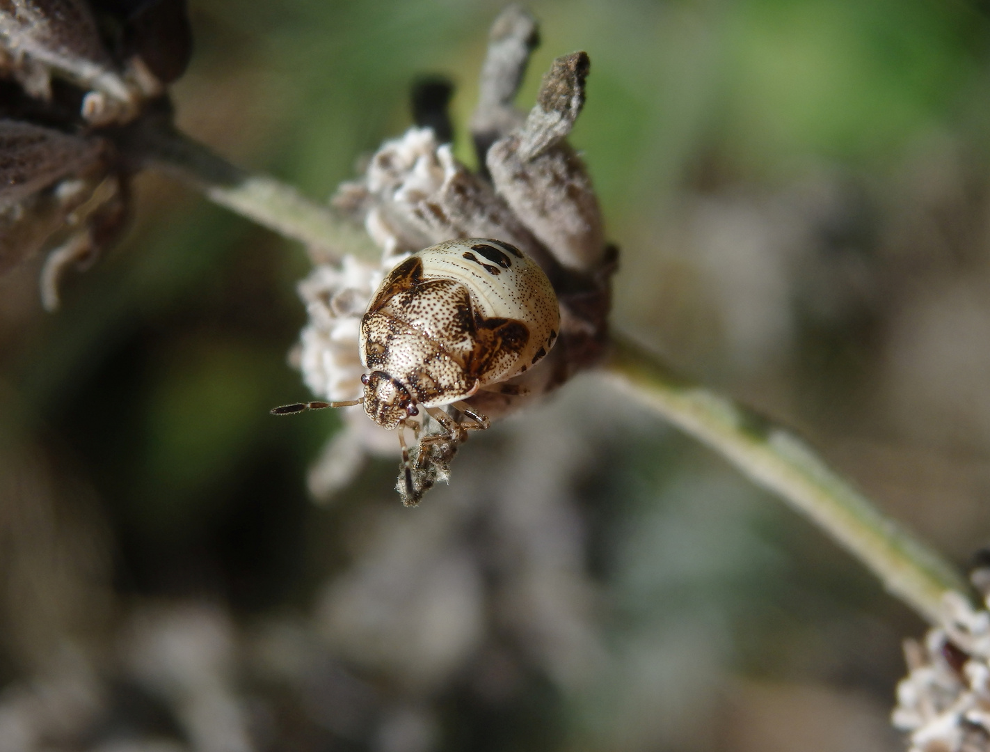 L5-Larvenstadium der Schillerwanze (Eysarcoris venustissimus)