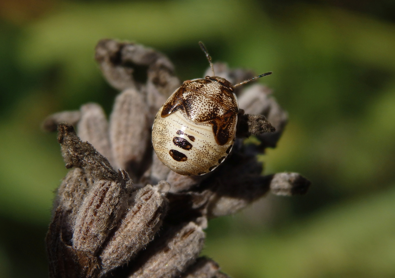 L5-Larvenstadium der Schillerwanze (Eysarcoris venustissimus)