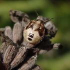 L5-Larvenstadium der Schillerwanze (Eysarcoris venustissimus)