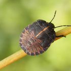 L5 Larvenstadium der Streifenwanze (Graphosoma italicum)