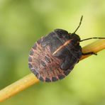 L5 Larvenstadium der Streifenwanze (Graphosoma italicum)