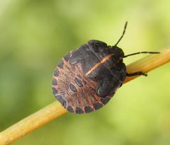 L5 Larvenstadium der Streifenwanze (Graphosoma italicum)