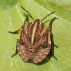 L5 Larvenstadium der Streifenwanze (Graphosoma italicum)