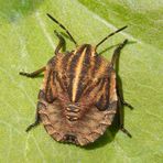 L5 Larvenstadium der Streifenwanze (Graphosoma italicum)