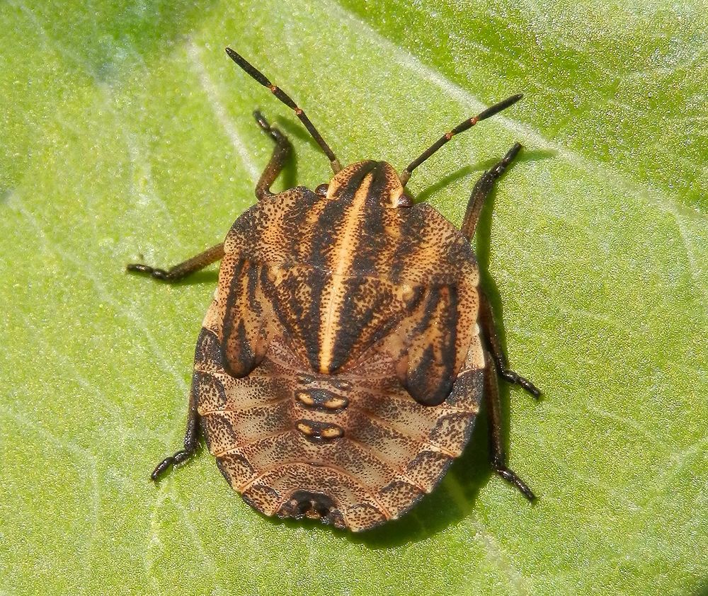 L5 Larvenstadium der Streifenwanze (Graphosoma italicum)