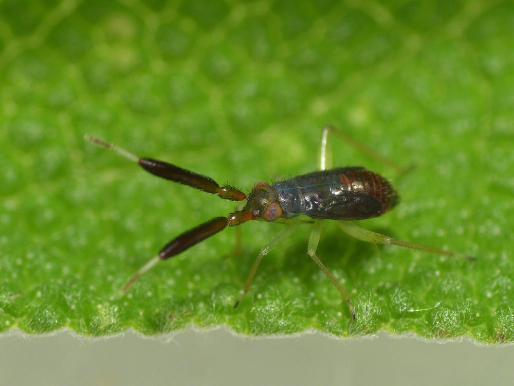 L5-Larvenstadium einer Dickfühler-Weichwanze (Heterotoma planicornis)