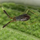 L5-Larvenstadium einer Dickfühler-Weichwanze (Heterotoma planicornis)