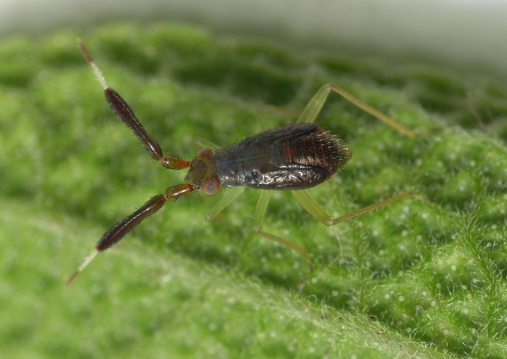 L5-Larvenstadium einer Dickfühler-Weichwanze (Heterotoma planicornis)