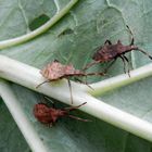 L5-Lederwanzen-Nymphen (Coreus marginatus) auf Rhabarber