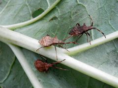 L5-Lederwanzen-Nymphen (Coreus marginatus) auf Rhabarber