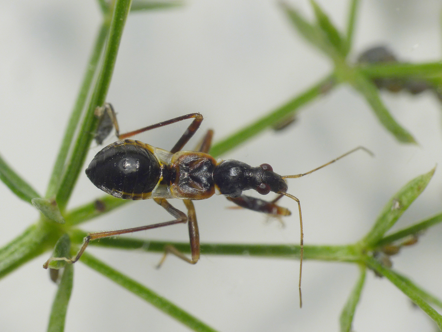 L5 Nymphe der Ameisen-Sichelwanze (Himacerus mirmicoides)