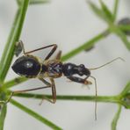 L5 Nymphe der Ameisen-Sichelwanze (Himacerus mirmicoides)